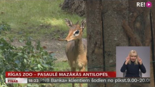 Rīgas Zoo – pasaulē mazākās antilopes