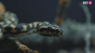Dzīvot kopā ar 26 čūskām! Kas jāzina, ja gribat turēt pitonu?