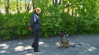 Kāpēc Valsts policija izsola dienestam nederīgu, ļoti agresīvu suni?