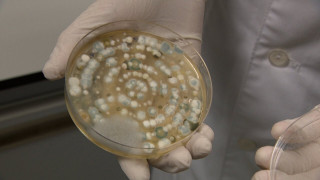 Rīgas Stradiņa universitātes zinātnieki analizē sejas maskās atrastās baktērijas