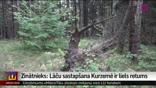 Zinātnieks: Lāču sastapšana Kurzemē ir liels retums