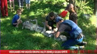 Veidojamies par vadošo Eiropas valsti ziemeļu gulbju izpētē