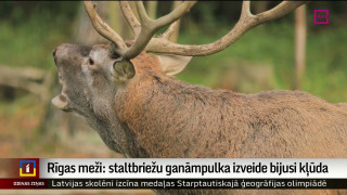 Rīgas meži: staltbriežu ganāmpulka izveide bijusi kļūda