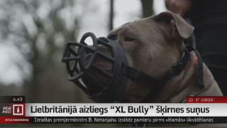 Lielbritānijā aizliegs "XL Bully" šķirnes suņus