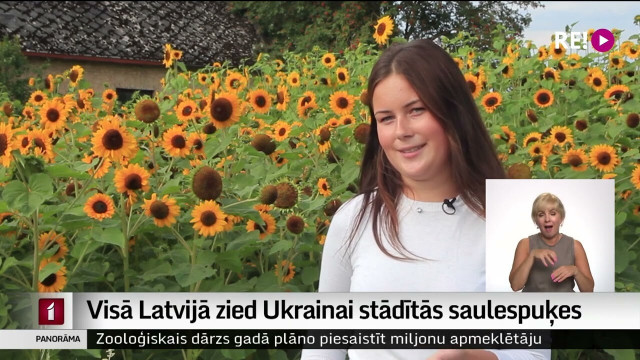 Visā Latvijā zied Ukrainai stādītās saulespuķes