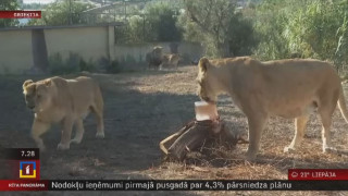 Īpaši kārumi atvēsina Grieķijas zoodārza dzīvniekus