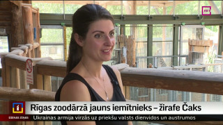 Rīgas zoodārzā jauns iemītnieks – žirafe Čaks