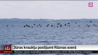 Jūras kraukļu postījumi Rāznas ezerā
