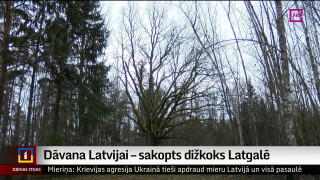 Dāvana Latvijai – sakopts dižkoks Latgalē
