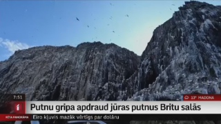 Putnu gripa apdraud jūras putnus Britu salās