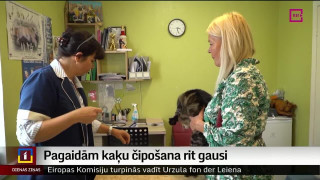 Ludzā kaķu čipošana rit gausi