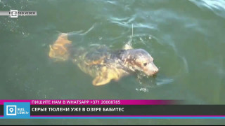 Серые тюлени уже в озере Бабитес
