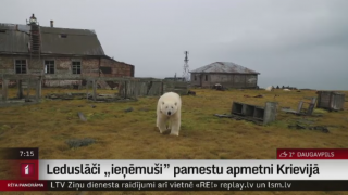 Leduslāči „ieņēmuši” pamestu apmetni Krievijā