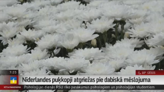 Nīderlandes puķkopji atgriežas pie dabiskā mēslojuma