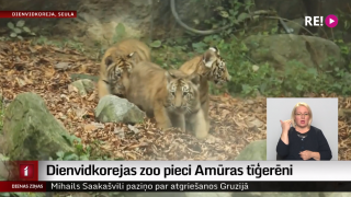 Dienvidkorejas zoodārzā pieci Amūras tīģerēni
