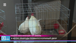 В музее природы появился куриный двор