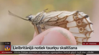 Lielbritānijā notiek tauriņu skaitīšana