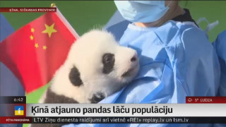 Ķīnā atjauno pandas lāču populāciju