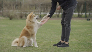 Suns ar samuraja mieru un uzticīgs kā Hačiko- atmaskojam mītus par akitu!