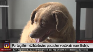 Portugālē mūžībā devies pasaules vecākais suns Bobijs