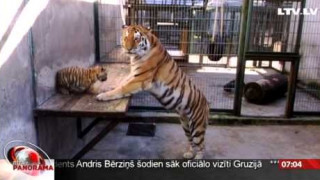 Rīgas zoodārzā vasarā piedzimuši tīģerēni