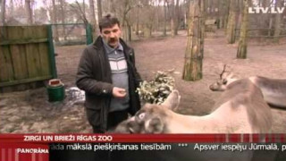 Zirgi un brieži Rīgas Zoo