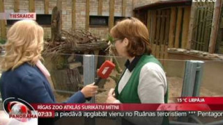 Rīgas Zoo atklāj surikātu mītni. Intervija ar Lauru Līdaku.