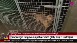 Brīvprātīgie Jelgavā no patversmes glābj suņus un kaķus