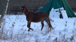 Vai tas ir normāli, ja ziemas laikā zirgs atrodas ārā?