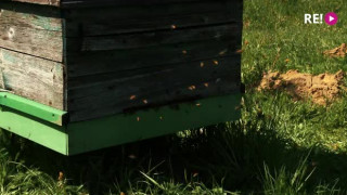 Bites un pesticīdi