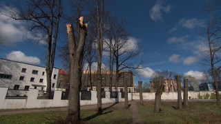 Kas un kāpēc sakropļoja deviņas raženas liepas Rīgā, Kalnciema ielā?