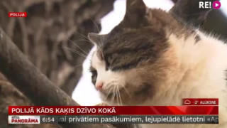 Polijā kāds kaķis dzīvo kokā