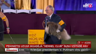 Pekinietis uzvar ikgadējā "Kennel Club" suņu izstādē ASV