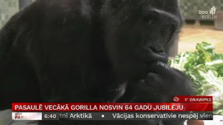 Pasaulē vecākā gorilla nosvin 64 gadu jubileju