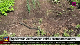 Apdzīvotās vietās arvien vairāk sastopamas odzes