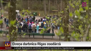 Dzeņa darbnīca Rīgas zoodārzā