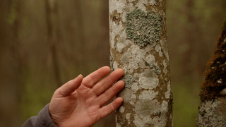 Vai pierīgas mežā notikusi dabas katastrofa, kas saraibinājusi lapu koku stumbrus?