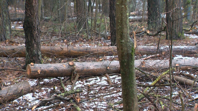 Cik ilgi Šmerļa mežā gājējiem būs jāpārvietojas starp izcirstajiem kokiem?