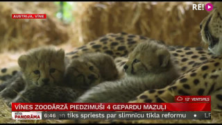 Vīnes zoodārzā piedzimuši 4 gepardu mazuļi