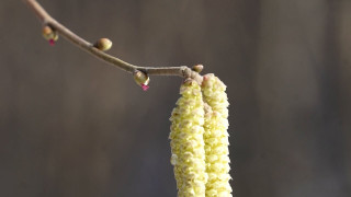 Vai zinājāt, ka vieni no pavasarī visagrāk ziedošajiem savvaļas augiem ir lazdas?