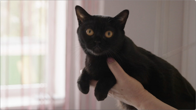Melnā pantera miniatūrā – kāds patiesībā ir Bombejas kaķis?