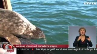 Baltijas jūrā ielaiž zoodārza roņus