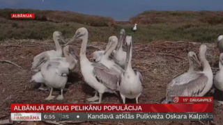 Albānijā pieaug pelikānu populācija