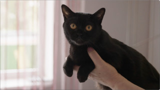 Melnā pantera miniatūrā – kāds patiesībā ir Bombejas kaķis?