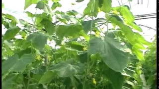 Salas pagastā novāc pirmo gurķu ražu