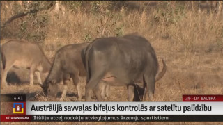 Austrālijā savvaļas bifeļus kontrolēs ar satelītu palīdzību