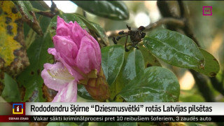 Rododendru šķirne “Dziesmusvētki” rotās Latvijas pilsētas