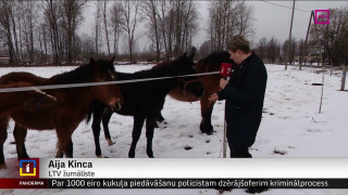 Par zirga nogalināšanu Siguldā aiztur trīs cilvēkus