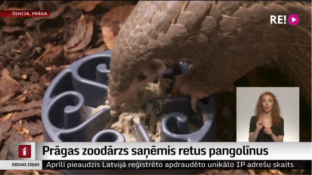 Prāgas zoodārzs saņēmis retus pangolīnus
