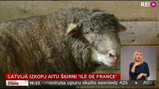 Latvijā izkopj aitu šķirni ‘Ile de France’
